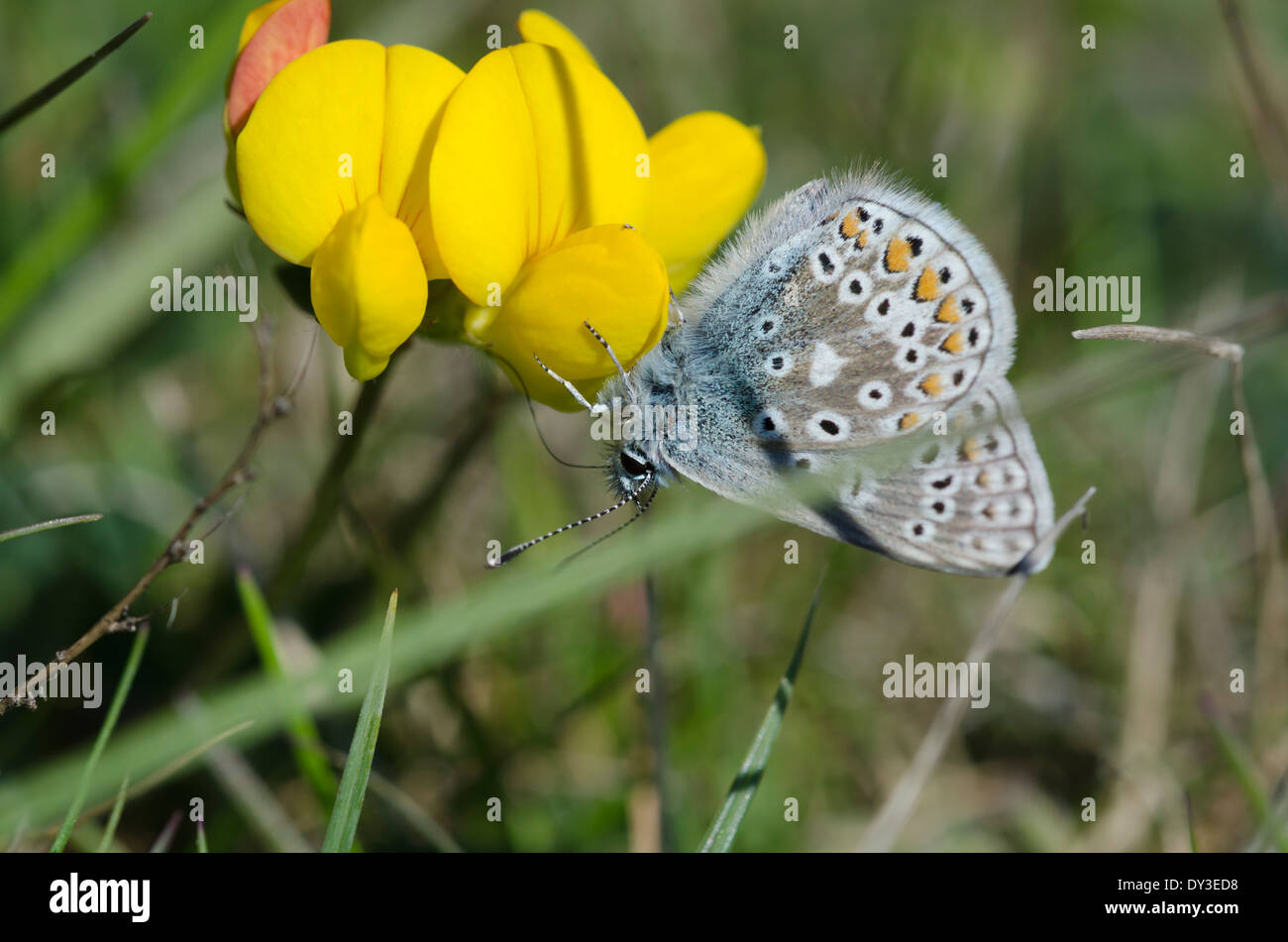 Un papillon bleu commun se nourrissant sur une fleur jaune dans une prairie de Cumbrie ensoleillée. Banque D'Images