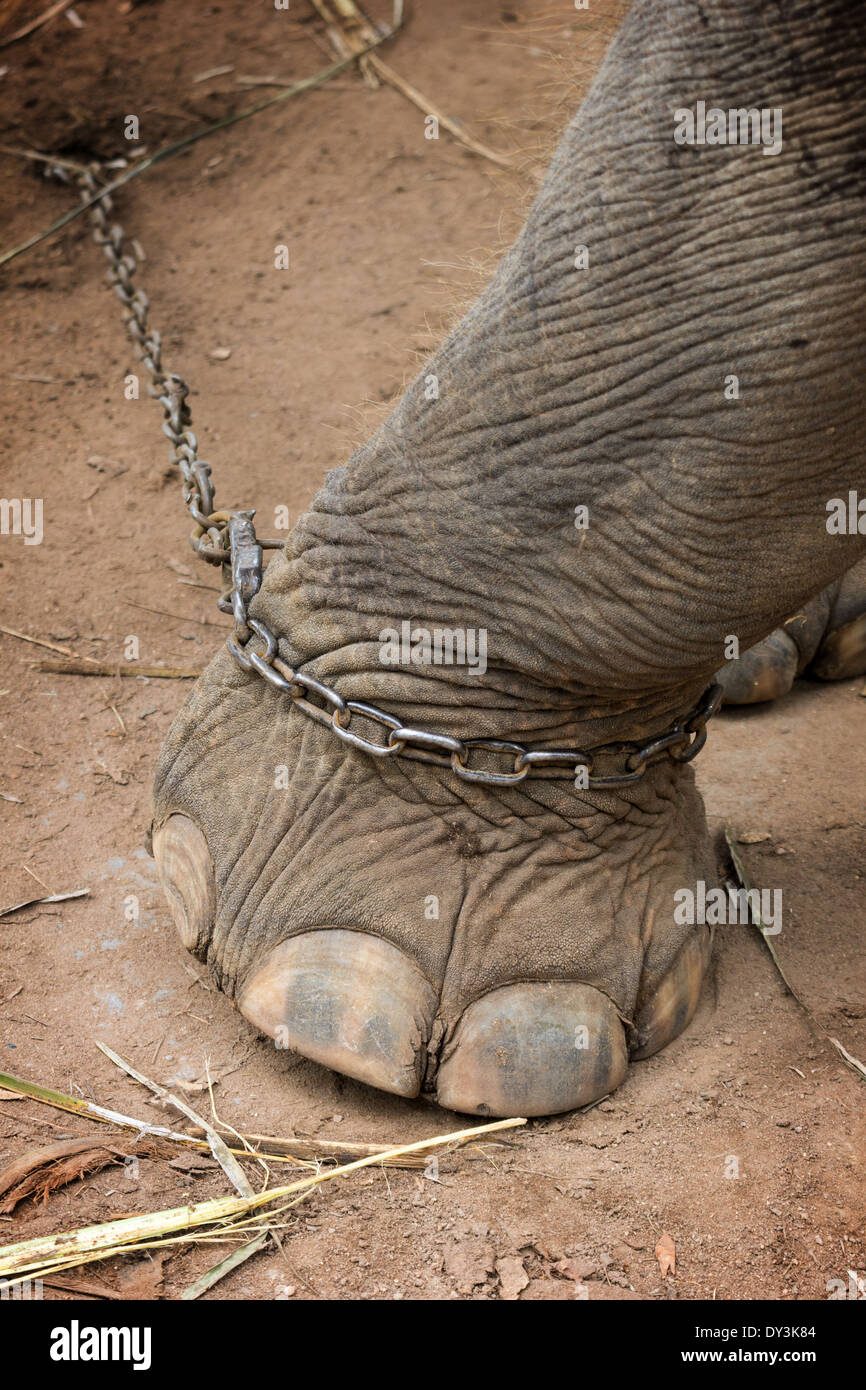 Un gros plan du pied d'éléphant attaché à une chaîne en métal Banque D'Images