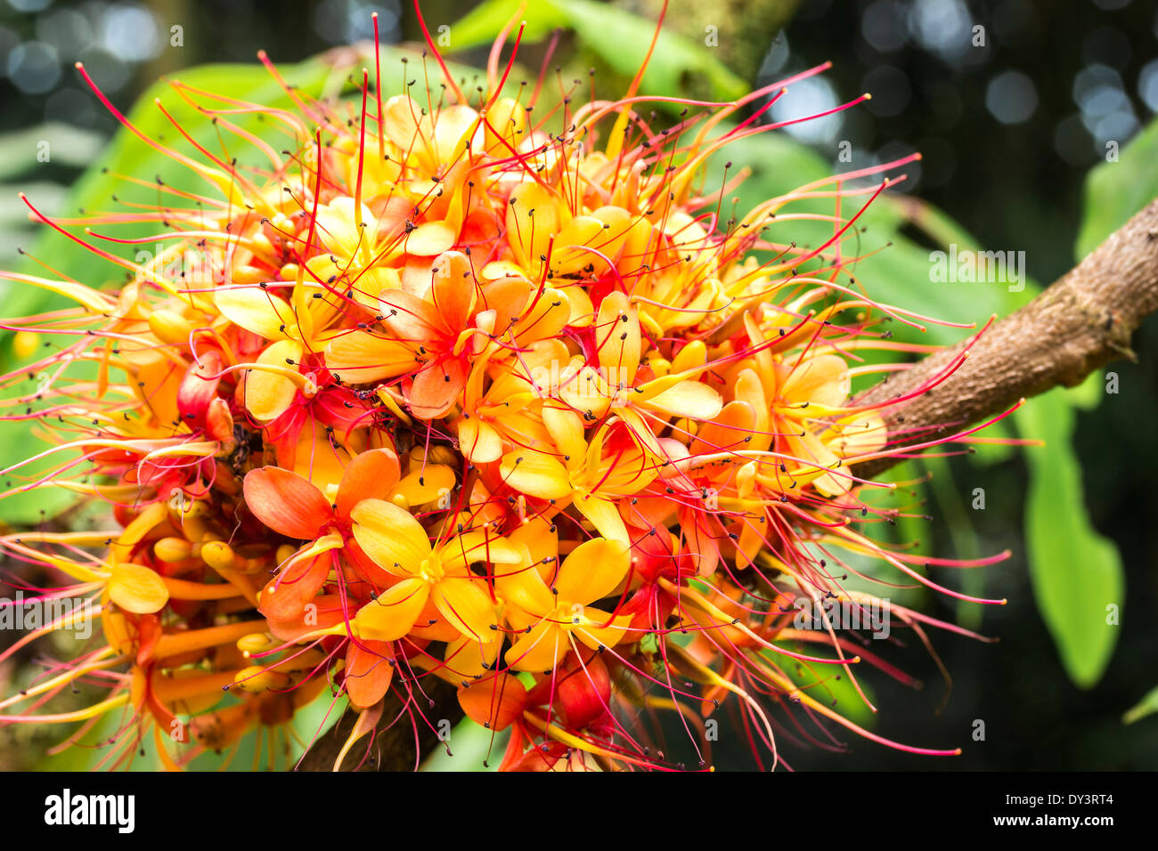 Les fleurs jaune orange et colorés de l'arbre tropical Sorrowless Banque D'Images