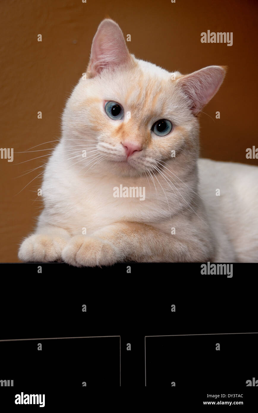 Un portrait d'un chat siamois flamepoint blanc aux yeux bleus. Banque D'Images