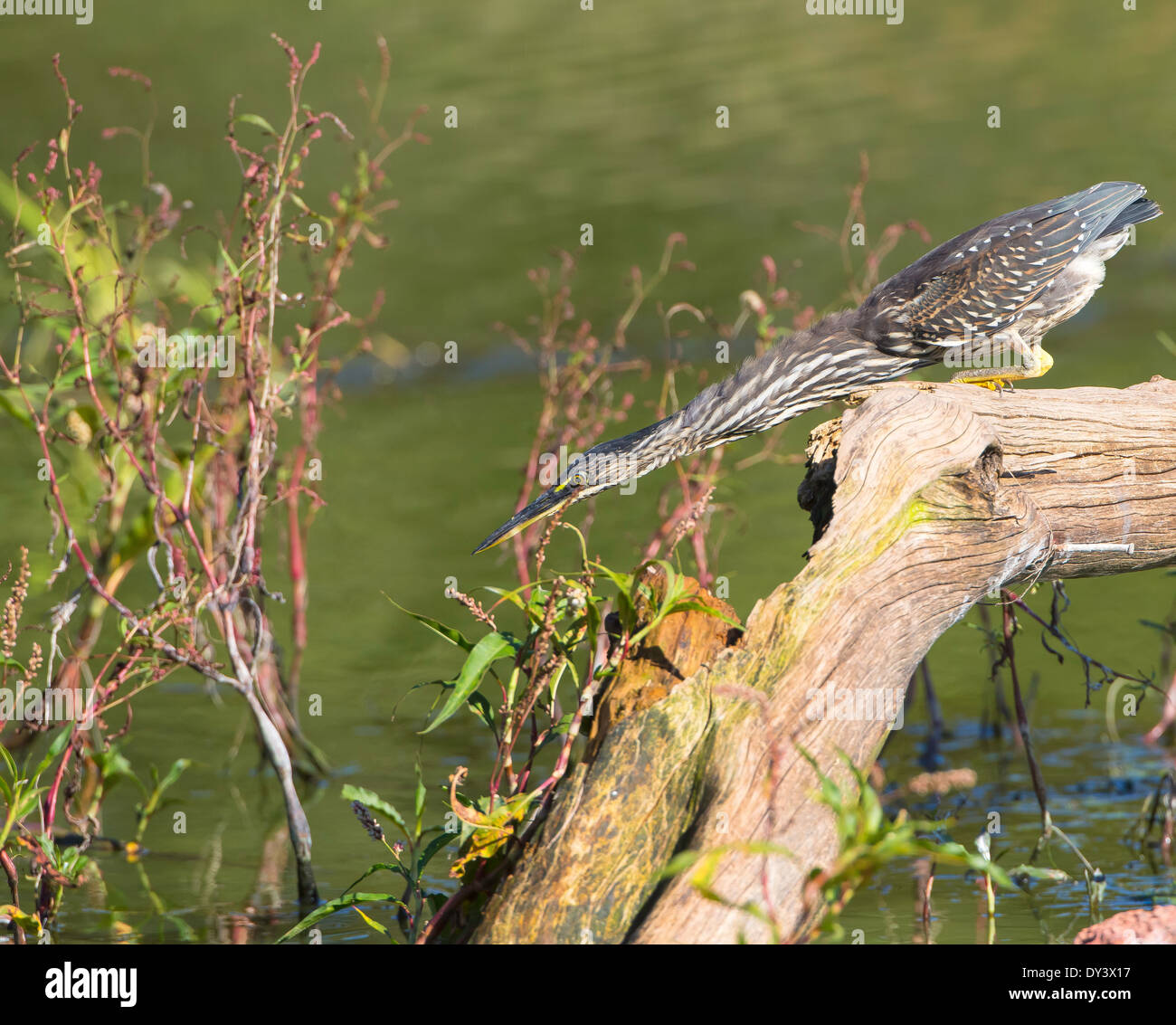 Greenbacked chasse heron Banque D'Images