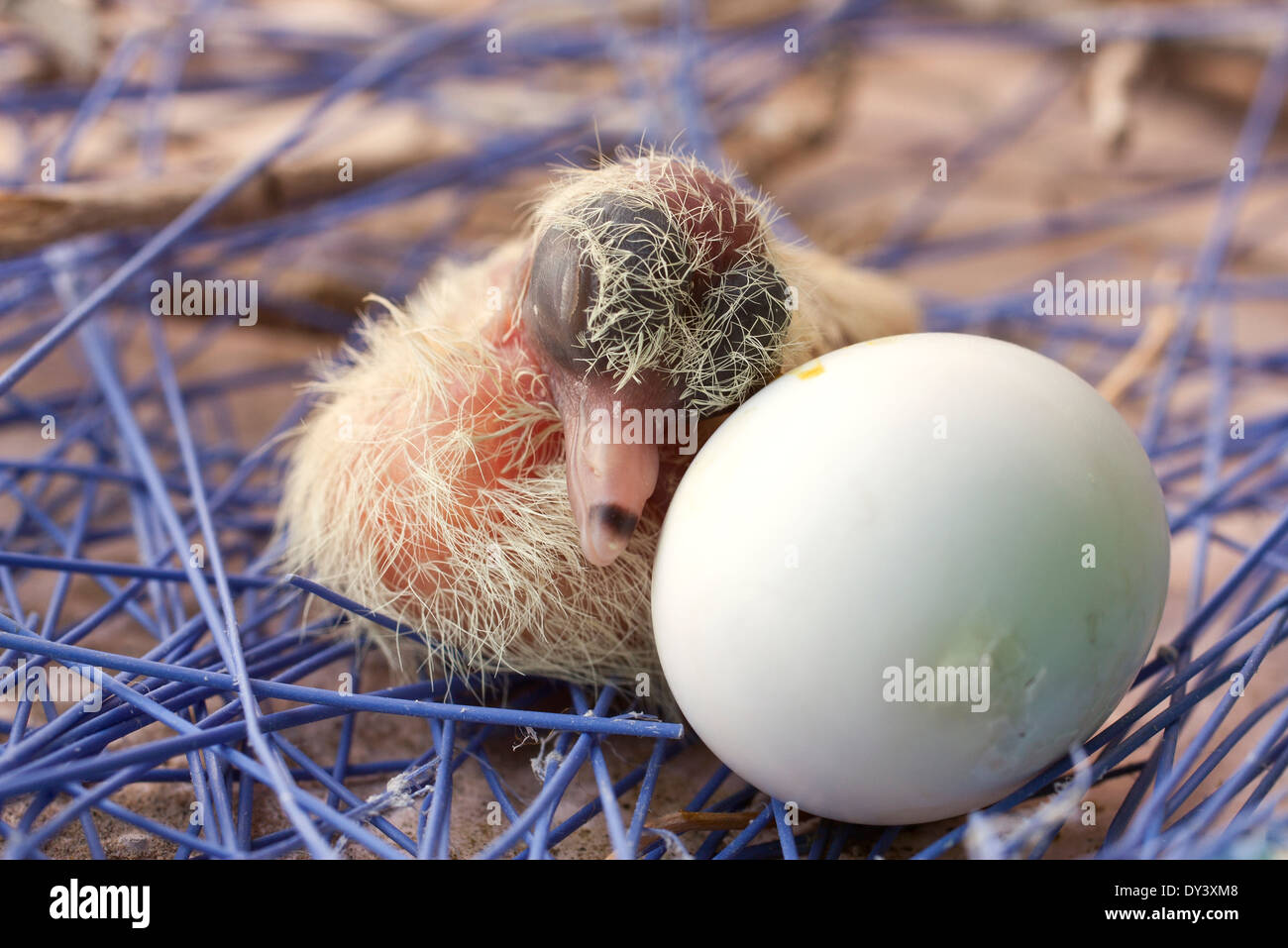New Born Chick Egg Banque D Image Et Photos Alamy