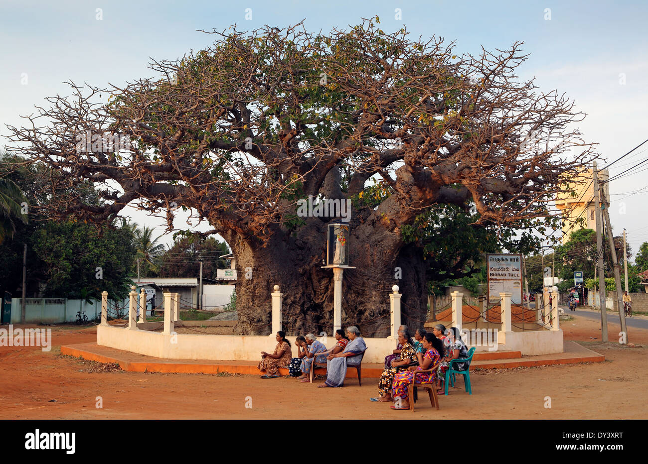Les femmes sri-lankaises chasser en vertu de Baobab à Mannar Banque D'Images