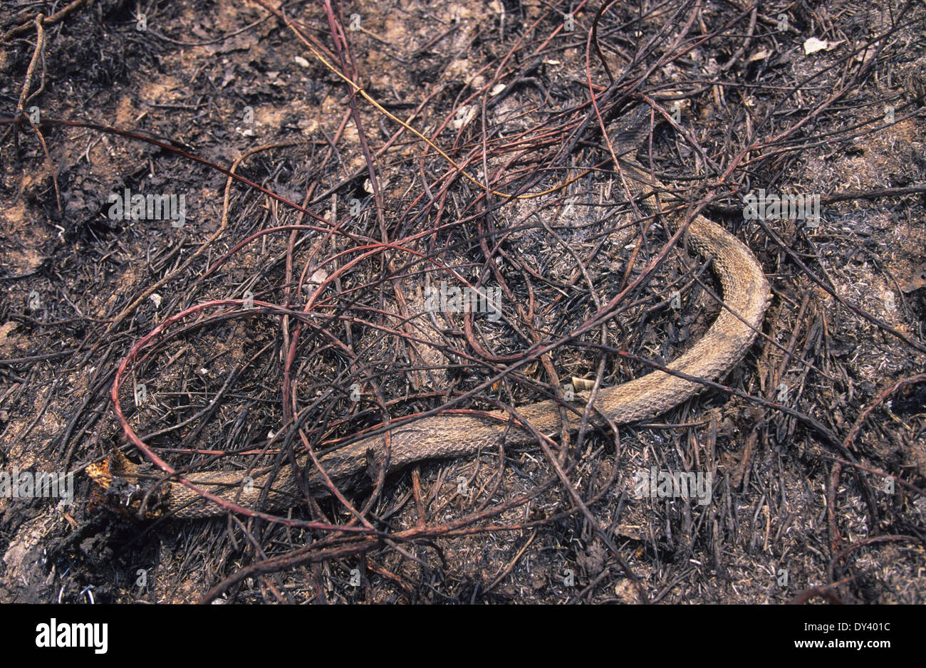 Serpent mort, incendies de forêt en forêt tropicale primaire, causée par la saison sèche, les colons la culture sur brûlis. Amazonie, Brésil Banque D'Images