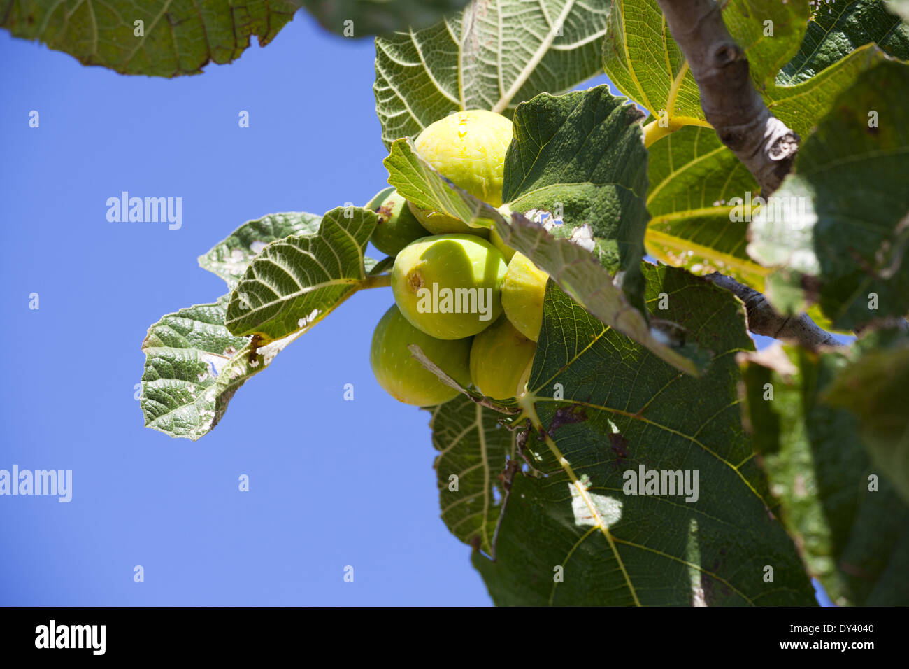 Twig aux figues sur l'arbre en face d'un ciel bleu dans le sud de la France Banque D'Images