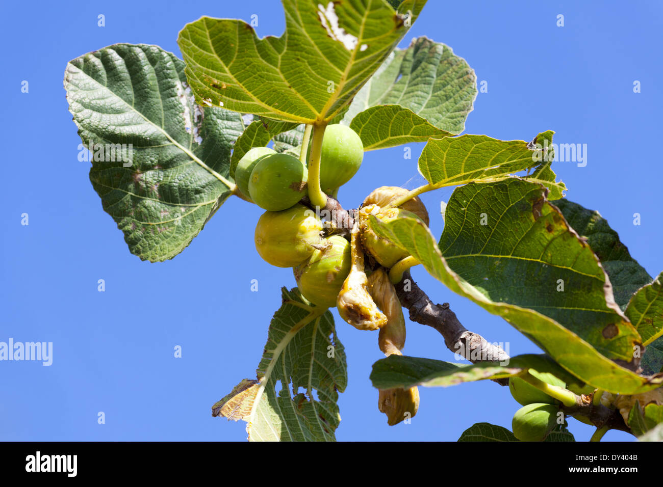 Twig aux figues sur l'arbre en face d'un ciel bleu dans le sud de la France Banque D'Images