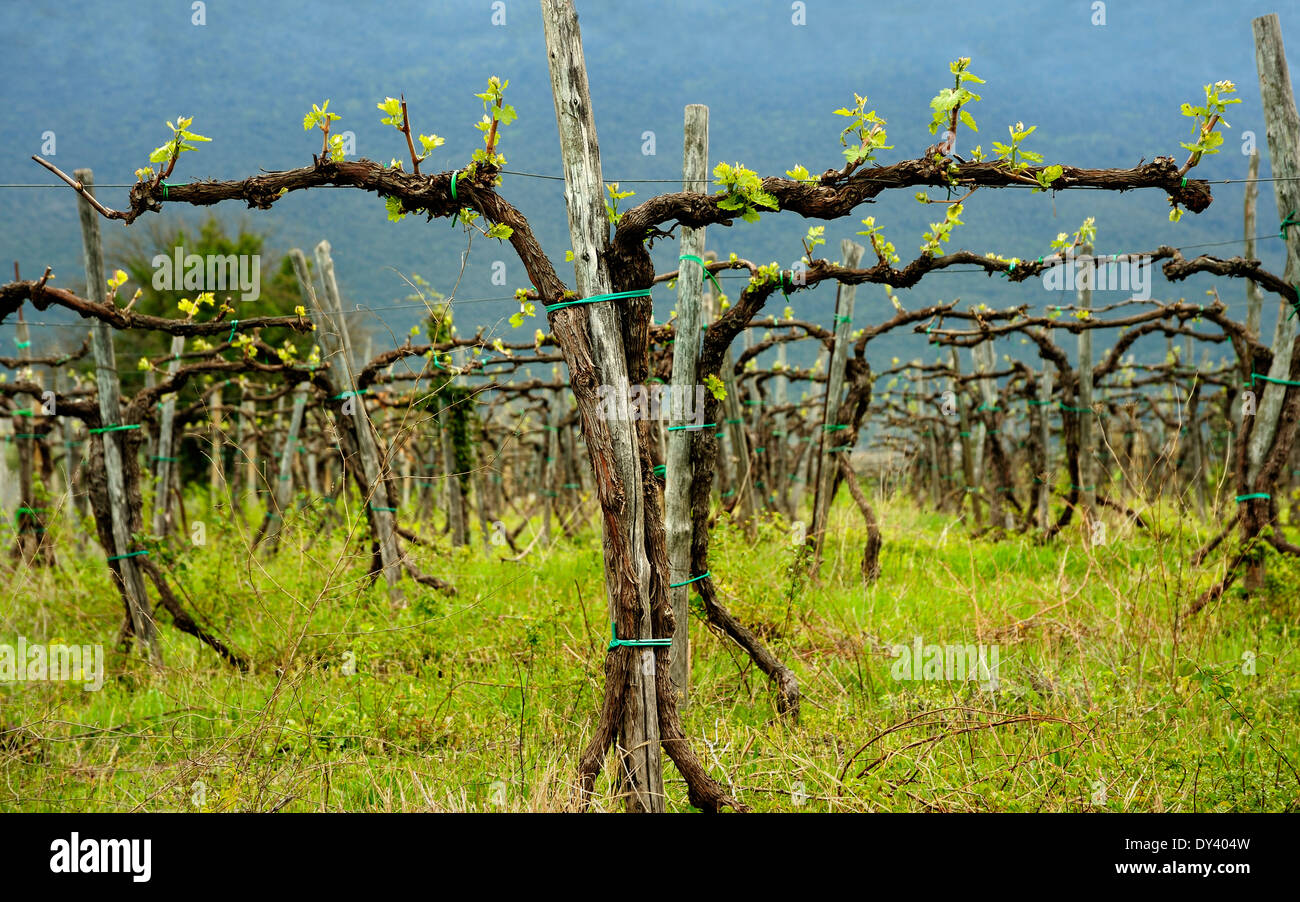 GRAPEVINE PLUS EN ITALIE ITALIEN DE LA VIGNE Banque D'Images