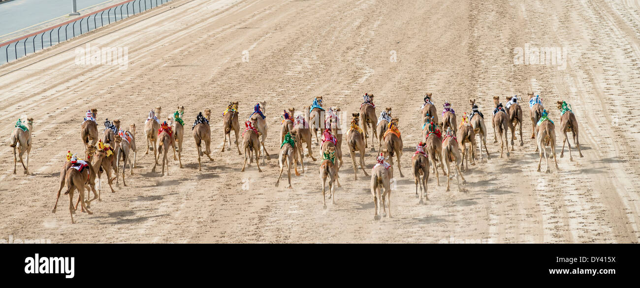 F Début de course de chameaux au festival de courses de chameaux à Al Marmoum les courses de chameaux racetrack à Dubaï Émirats Arabes Unis Banque D'Images