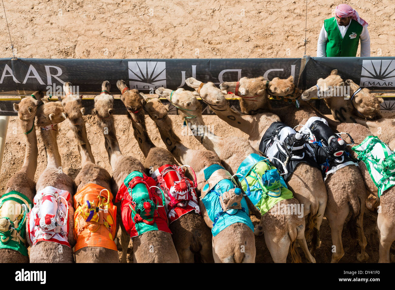 Départ au festival de courses de chameaux à Al Marmoum les courses de chameaux racetrack à Dubaï Émirats Arabes Unis Banque D'Images