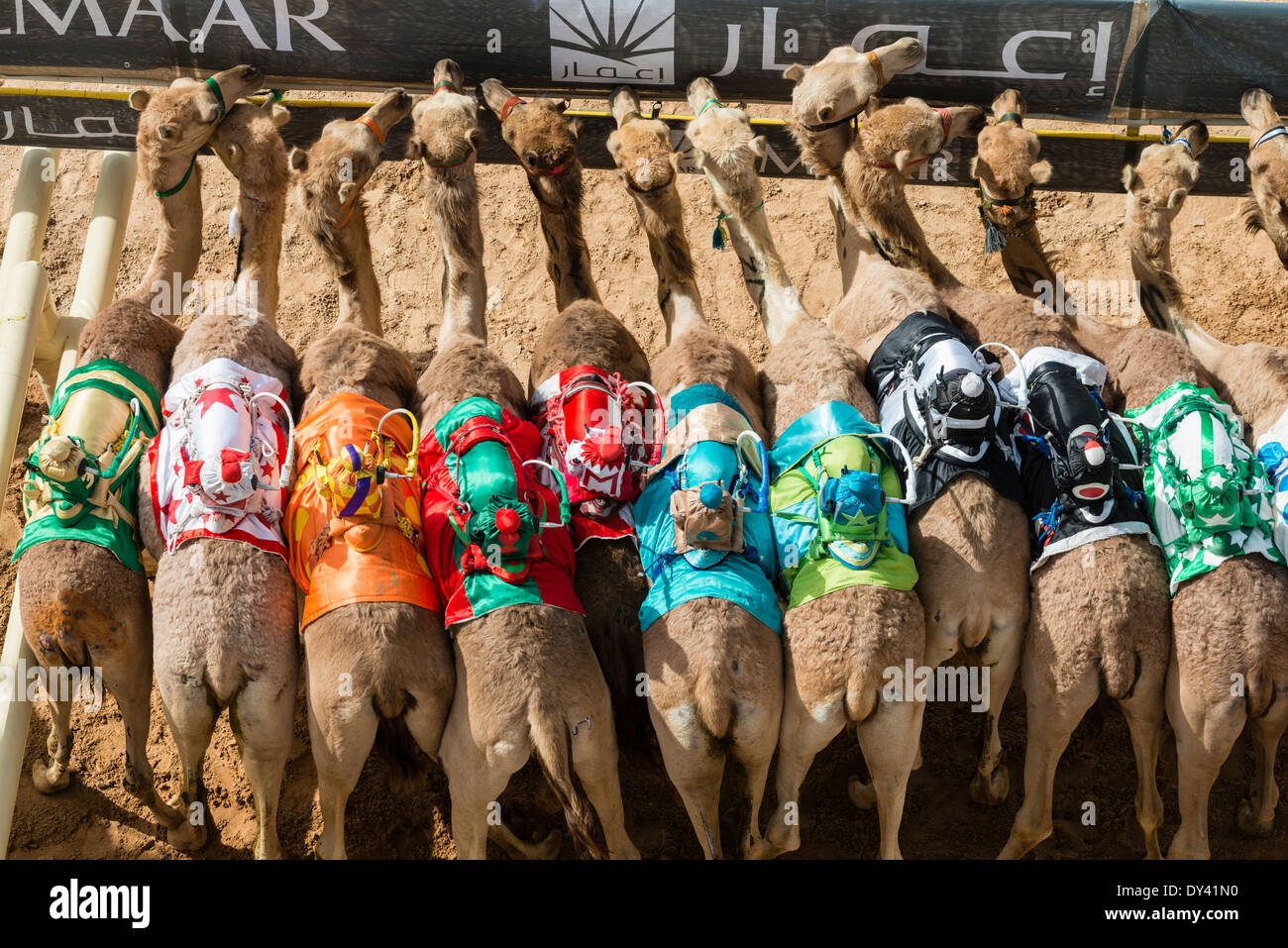 Départ au festival de courses de chameaux à Al Marmoum les courses de chameaux racetrack à Dubaï Émirats Arabes Unis Banque D'Images