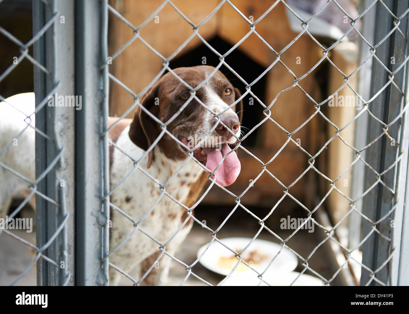 Les chiens dans une cage avec sa langue hanging out Banque D'Images