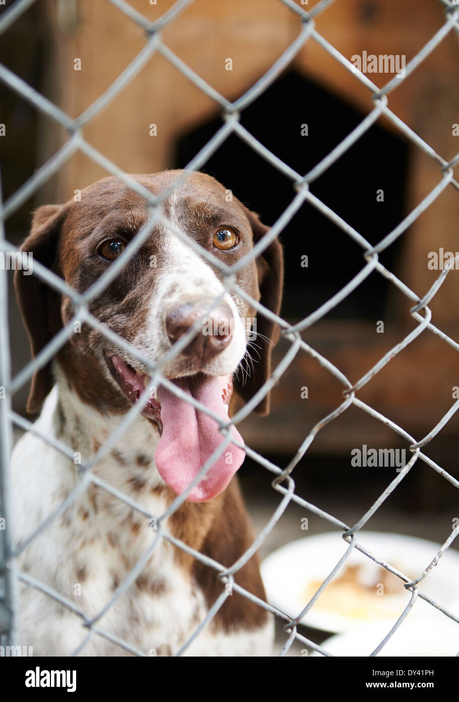 Les chiens dans une cage avec sa langue hanging out Banque D'Images