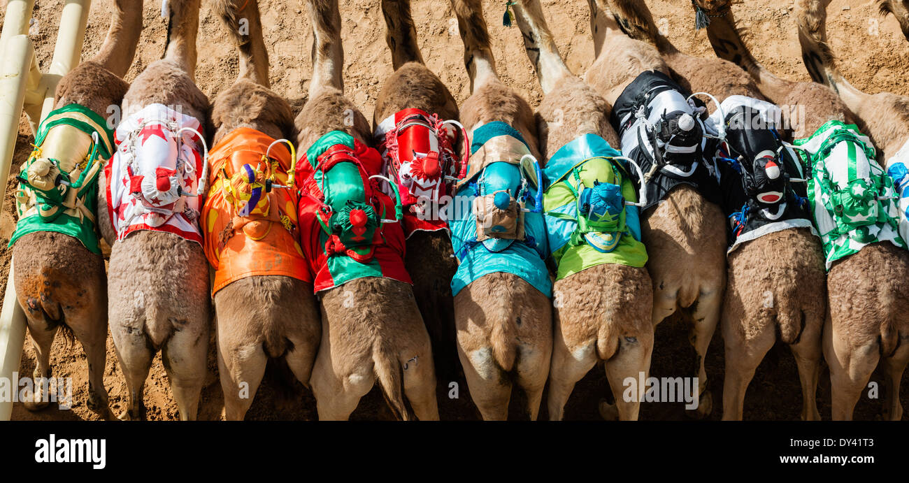 Départ au festival de courses de chameaux à Al Marmoum les courses de chameaux racetrack à Dubaï Émirats Arabes Unis Banque D'Images