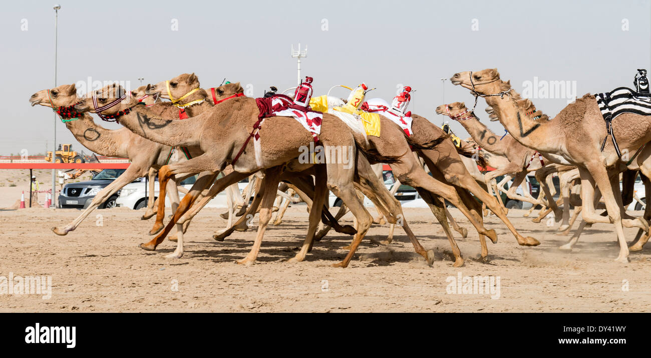 Courses de chameaux dans les courses de chameaux festival à Al Marmoum les courses de chameaux racetrack à Dubaï Émirats Arabes Unis Banque D'Images
