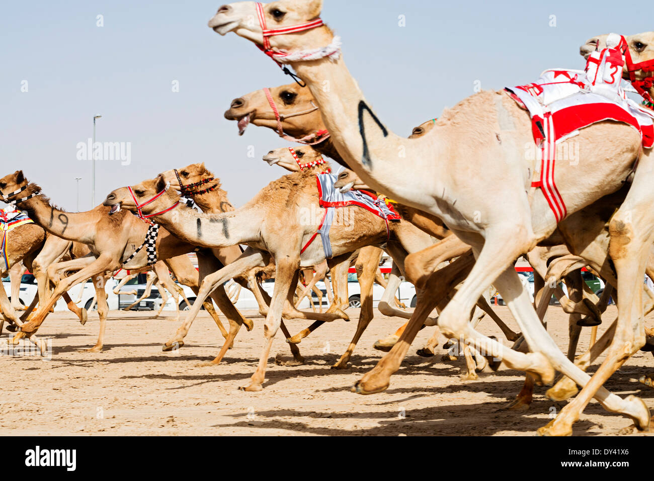 Courses de chameaux dans les courses de chameaux festival à Al Marmoum les courses de chameaux racetrack à Dubaï Émirats Arabes Unis Banque D'Images