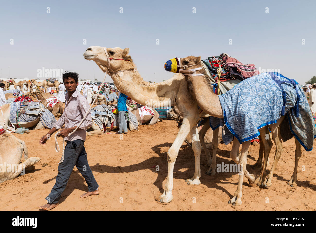 Les courses de chameaux festival à Al Marmoum les courses de chameaux racetrack à Dubaï Émirats Arabes Unis Banque D'Images
