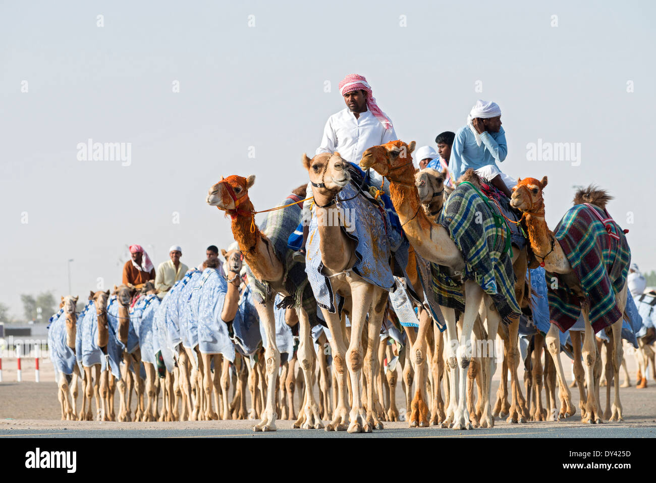 Les courses de chameaux festival à Al Marmoum les courses de chameaux racetrack à Dubaï Émirats Arabes Unis Banque D'Images