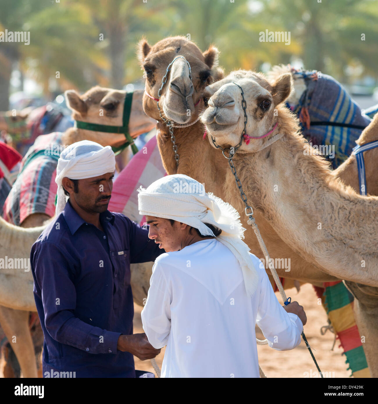 Les courses de chameaux festival à Al Marmoum les courses de chameaux racetrack à Dubaï Émirats Arabes Unis Banque D'Images