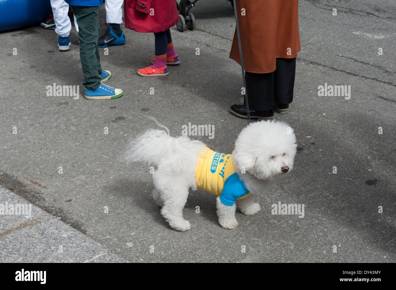 Un chien choyé est allé(e) à le carnaval au jour de l'ouverture de la saison de la Petite Ligue du centre-ville de Manhattan. Banque D'Images