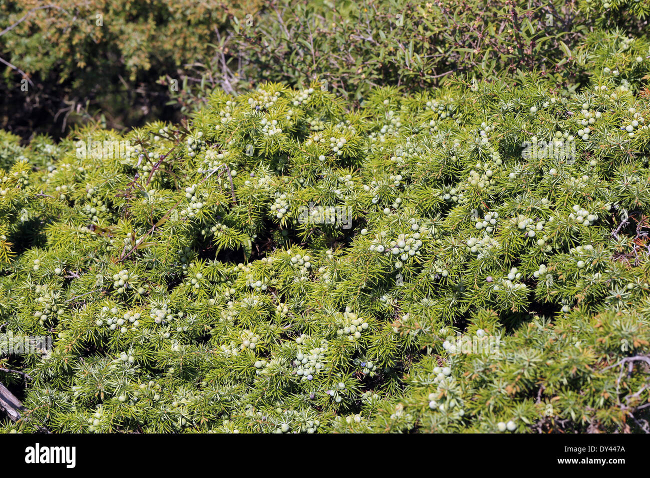 Le genévrier commun Juniperus communis, avec de petits fruits verts. Banque D'Images