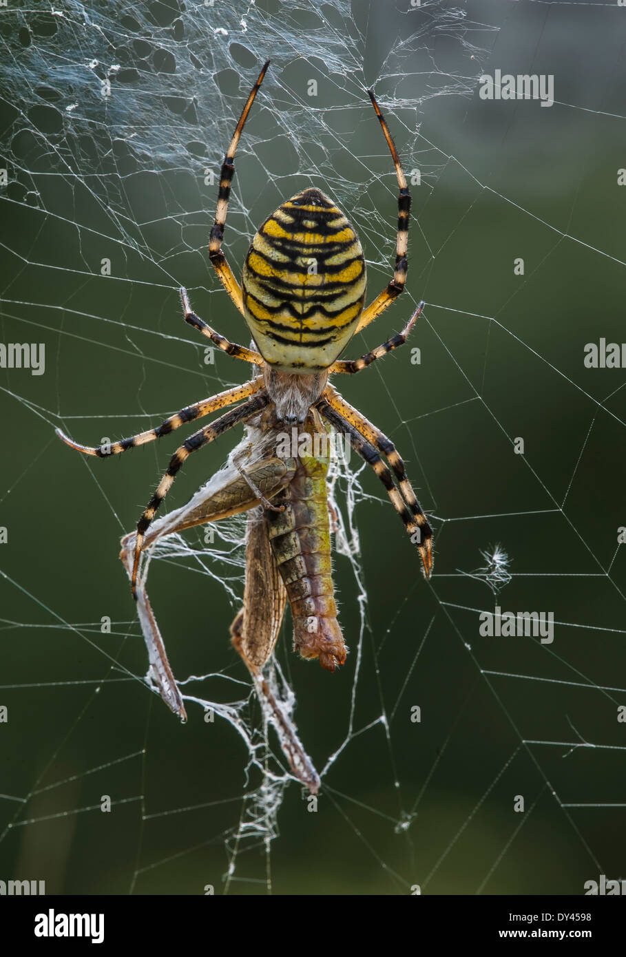 Spider Wasp avec Grasshopper Banque D'Images