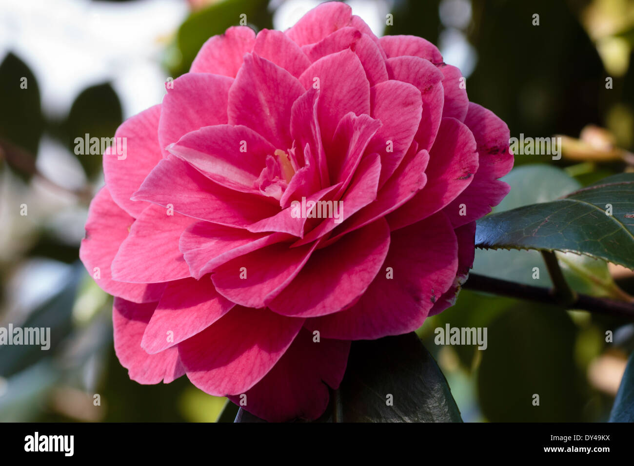 Seule la fleur de Camellia japonica double formel 'Mrs Anne Marie Hovey' dans la collection nationale, Mt Kilbirnie Banque D'Images