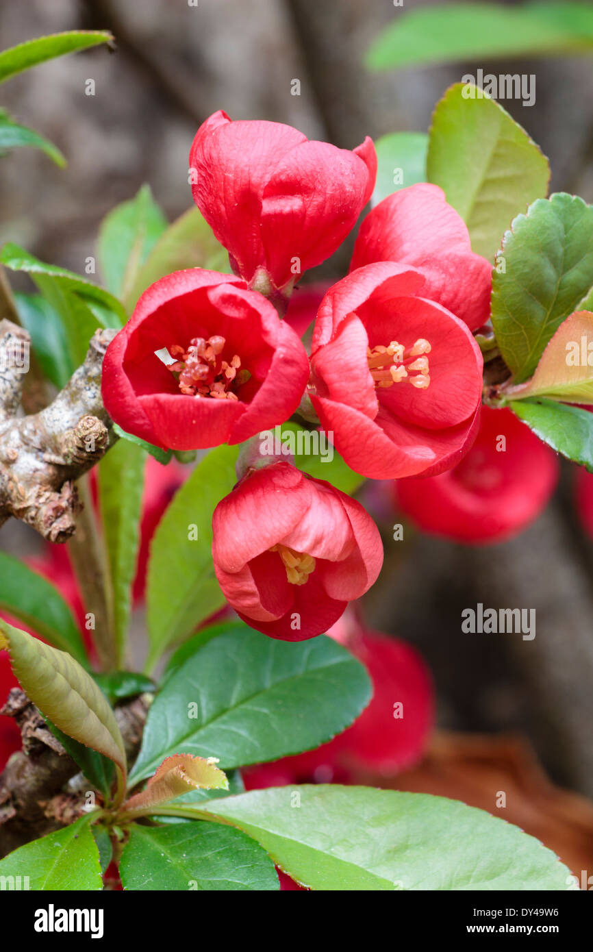 Close up of les fleurs du cognassier japonais floraison précoce, Chaenomeles speciosa 'brillante' Banque D'Images