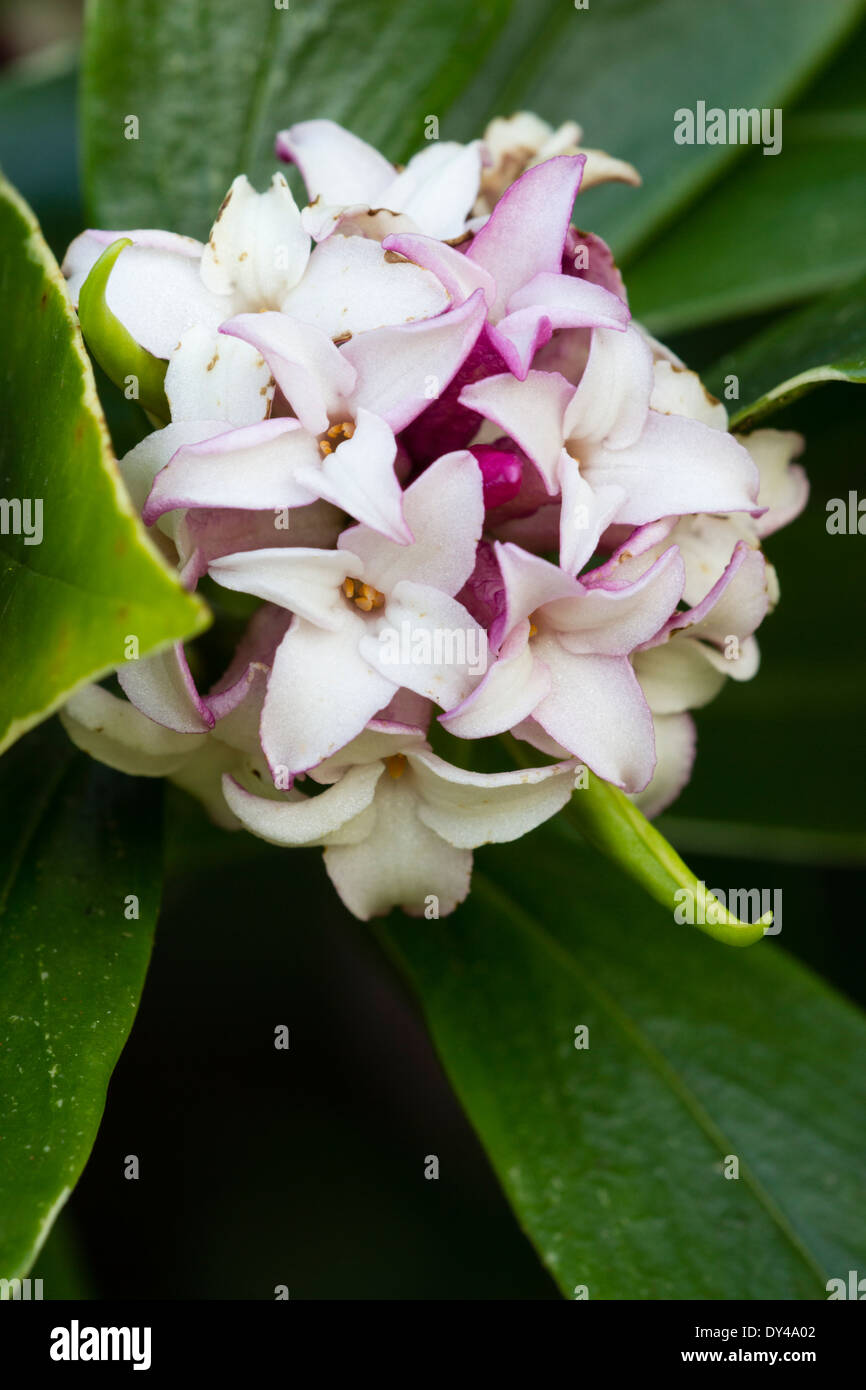 Des fleurs très parfumées floraison au début du printemps l'odora de Daphne 'Aureomarginata' Banque D'Images