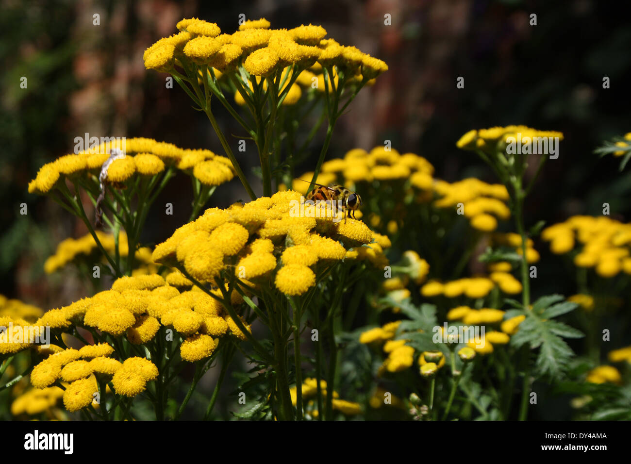 Fleurs jaunes à un été la collecte du pollen. Banque D'Images