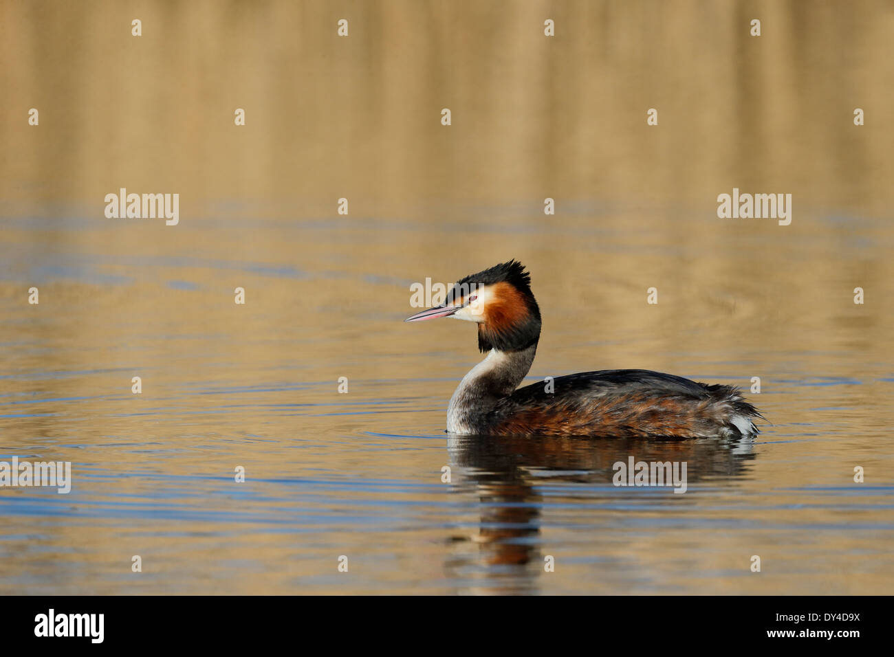 Grand-grèbe huppé, Podiceps cristatus, seul oiseau sur l'eau, le Shropshire, Mars 2014 Banque D'Images