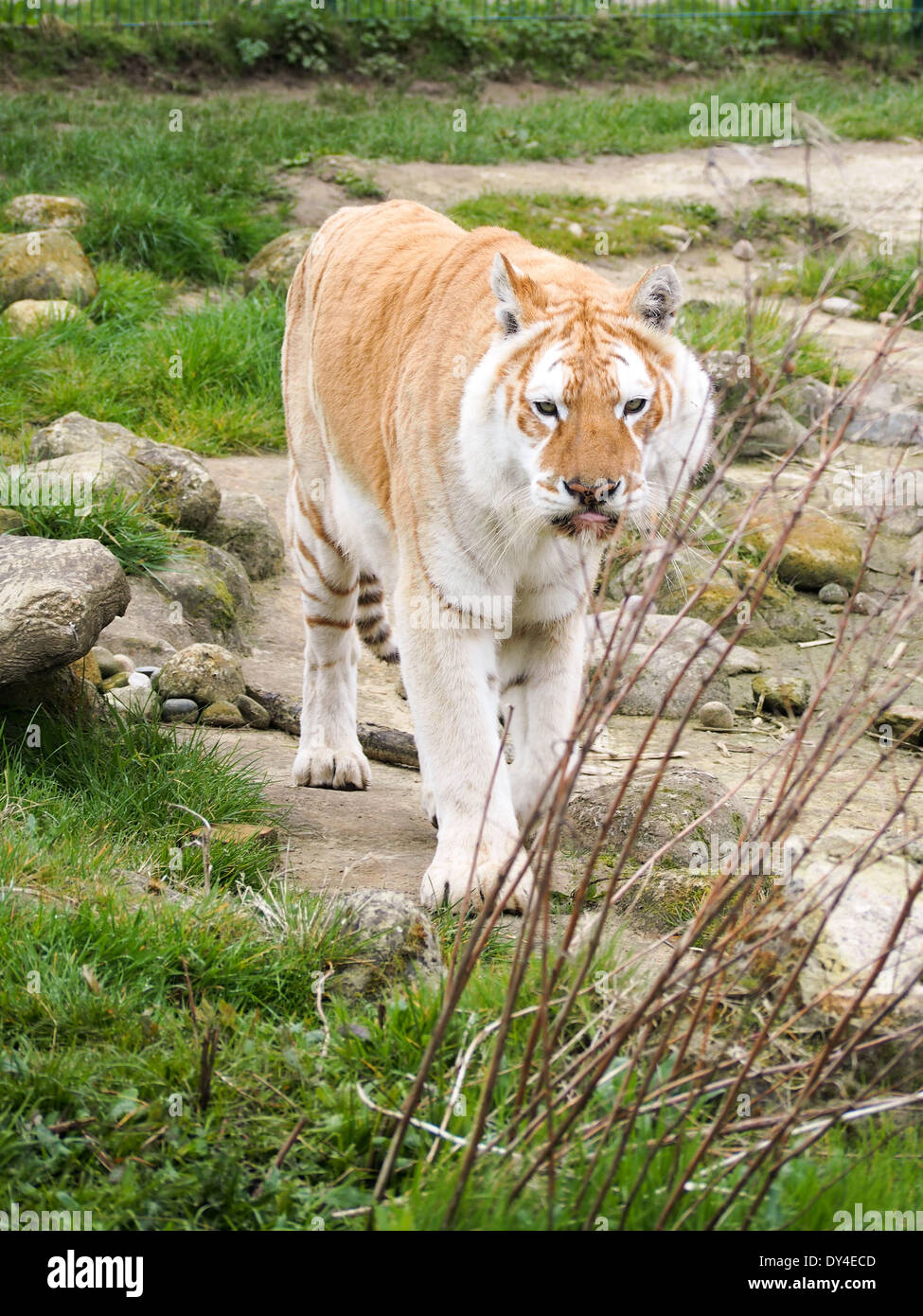 Diamond, un tigre du Bengale multiconnexion au sein de l'Isle of Wight zoo. Les parents sont porteurs de diamants le gène blanc. Banque D'Images