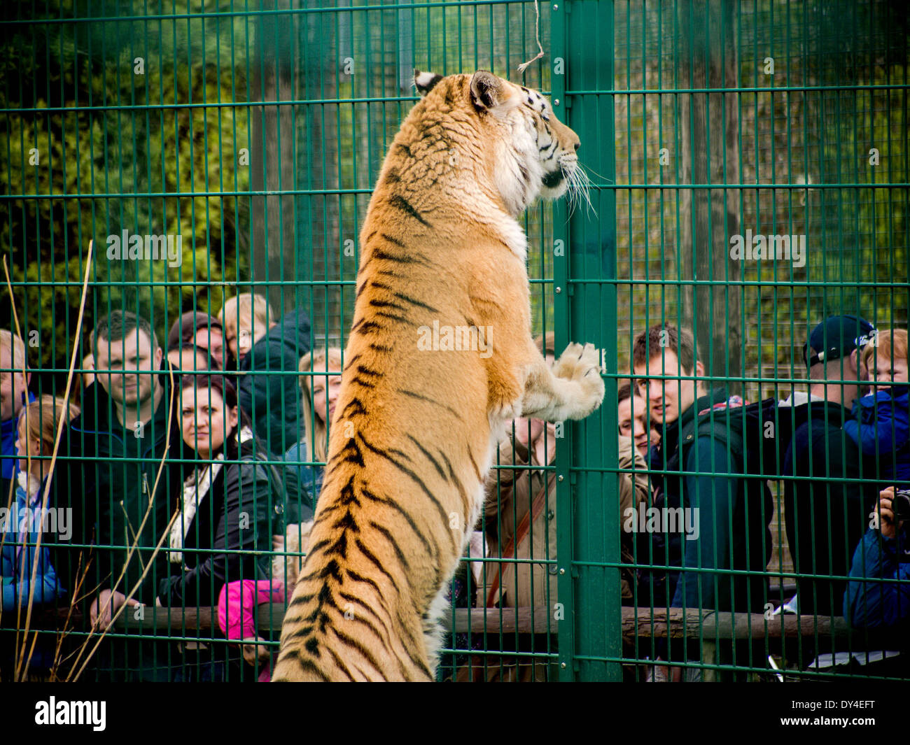 Les enquêtes d'un tigre regardant des touristes au cours de temps d'alimentation à l'Isle of Wight Zoo, Sandown, England, UK Banque D'Images
