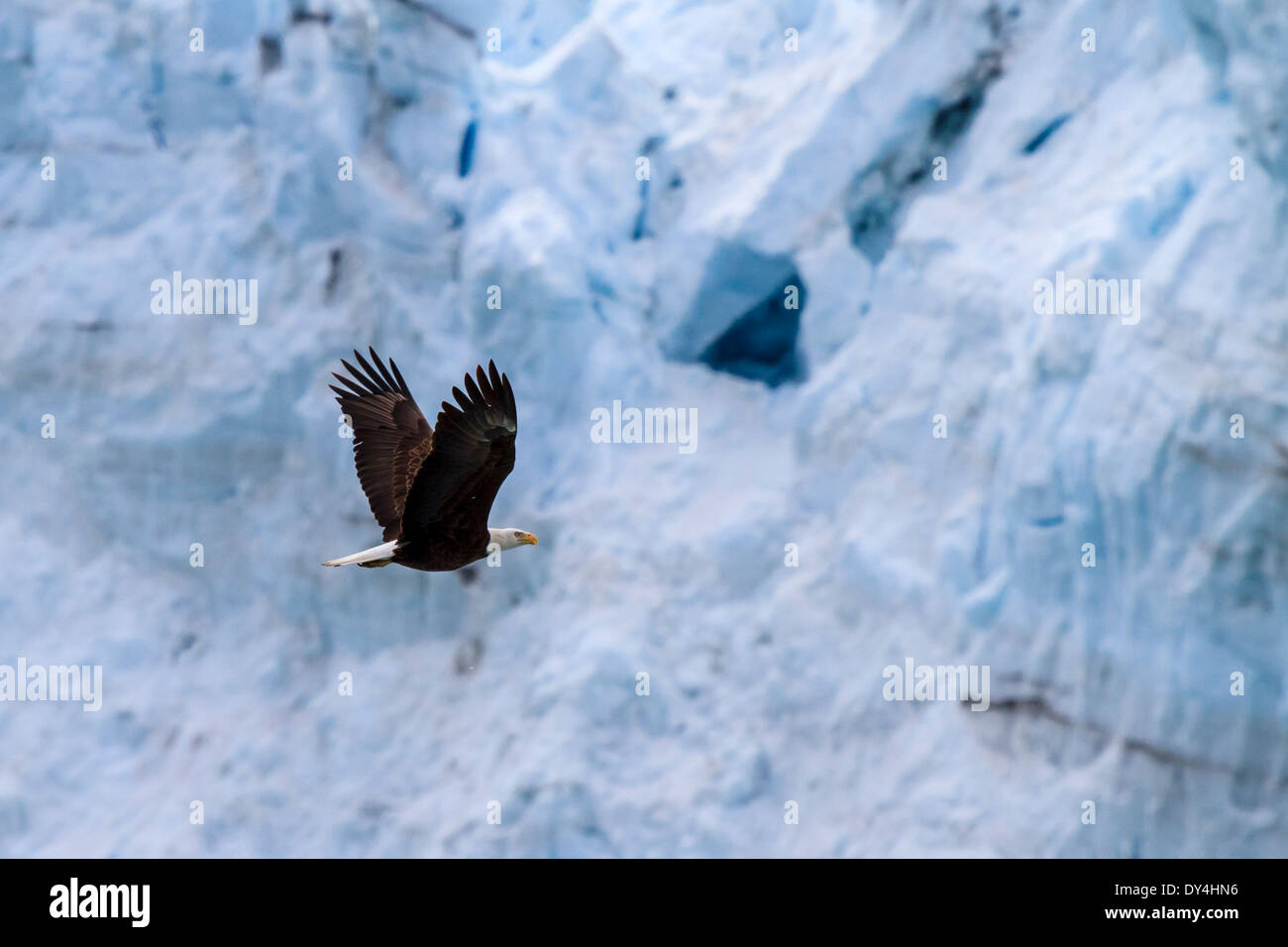 Pygargue à tête blanche qui vole par Margerie Glacier, Glacier Bay National Park, Alaska Banque D'Images