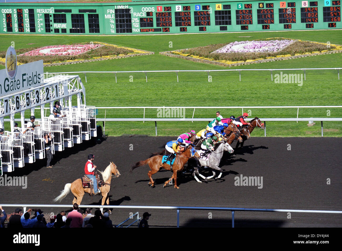 Position de jockey chevaux après avoir quitté la ligne de départ au Golden Gate Fields Banque D'Images