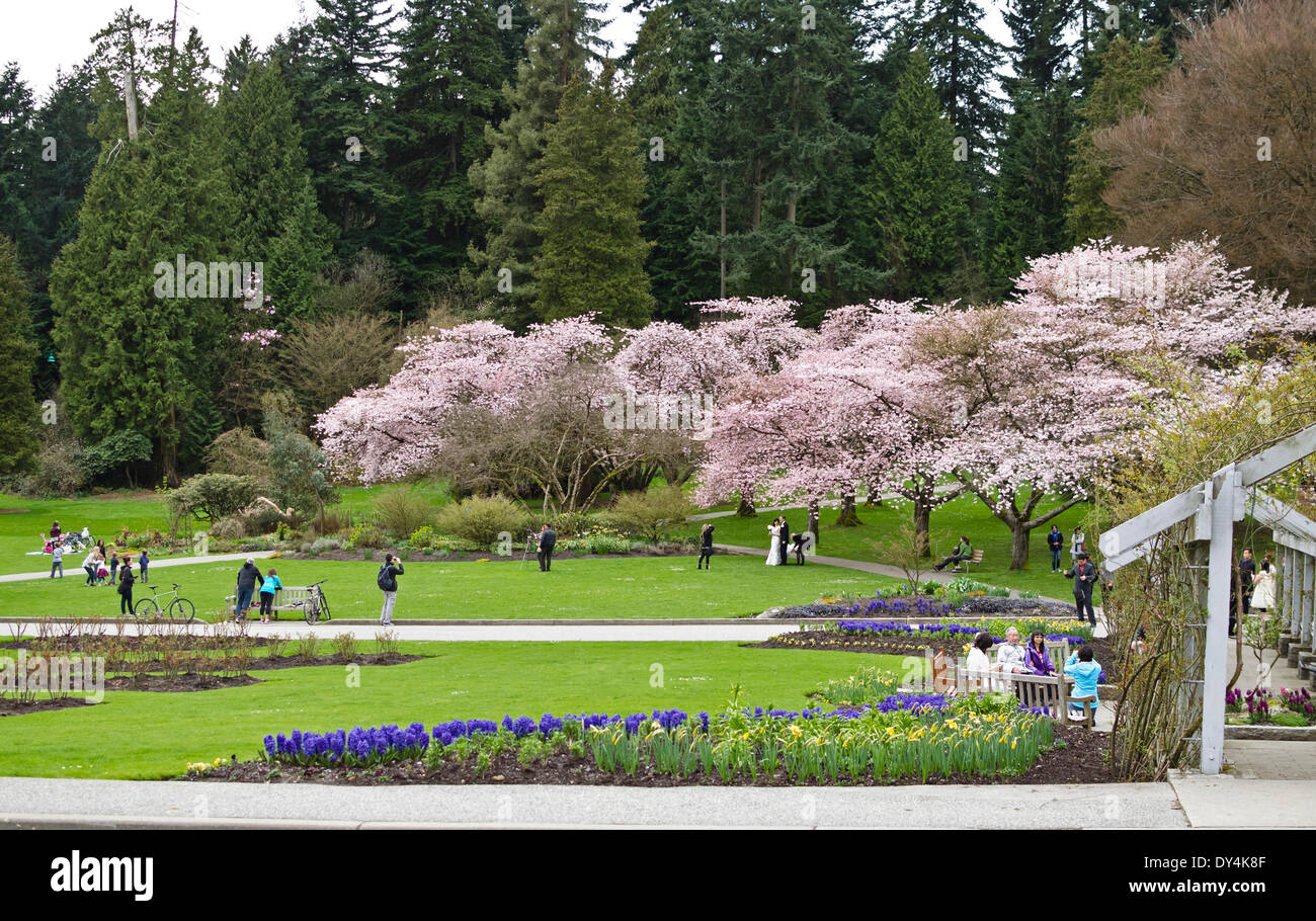 Cerisiers en fleurs dans les jardins du parc Stanley. Une mariée et un marié, des familles et des couples photographient les fleurs du printemps à Vancouver. Banque D'Images