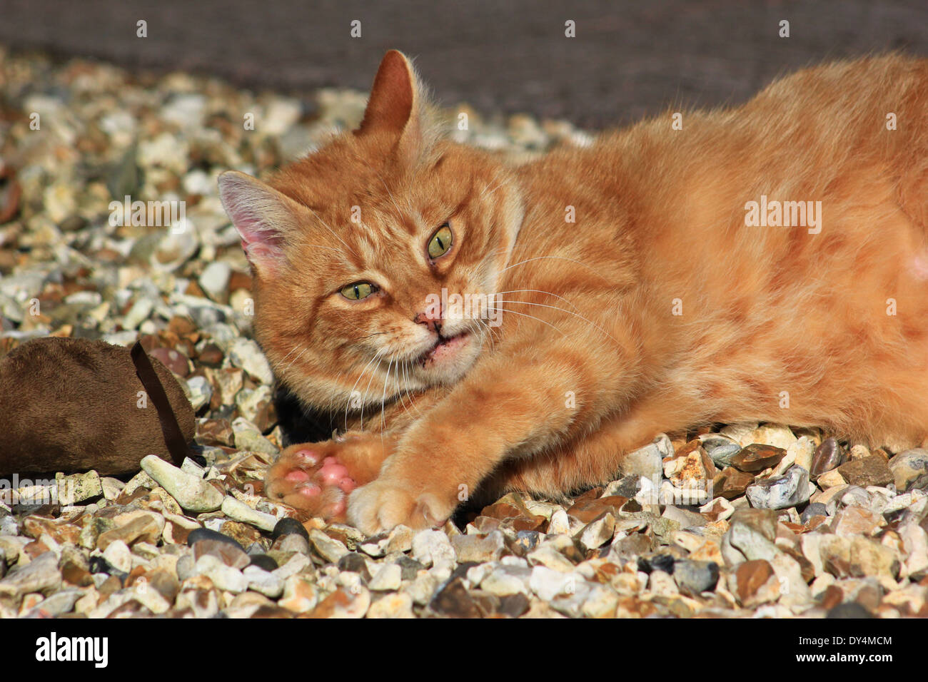 Le gingembre chat jouant avec la souris jouet Banque D'Images