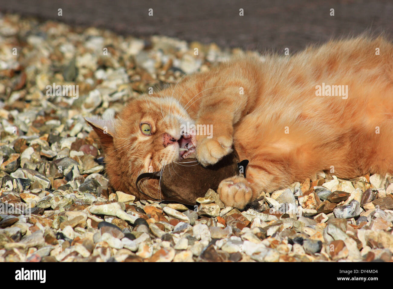 Le gingembre chat jouant avec la souris jouet Banque D'Images