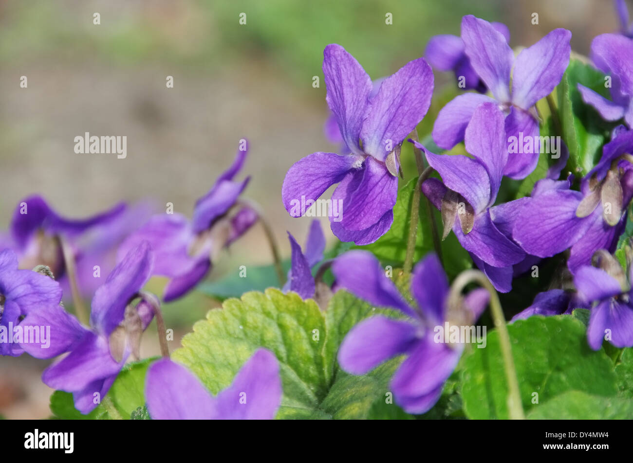 Veilchen - Viola odorata 01 Banque D'Images