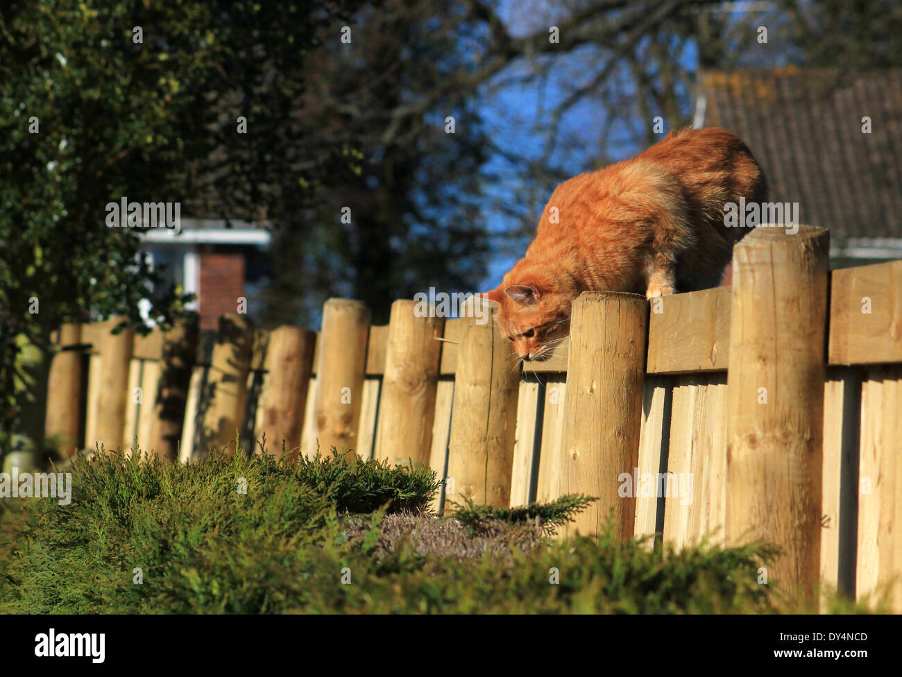 Le gingembre cat la chasse sur jardin clôture Banque D'Images