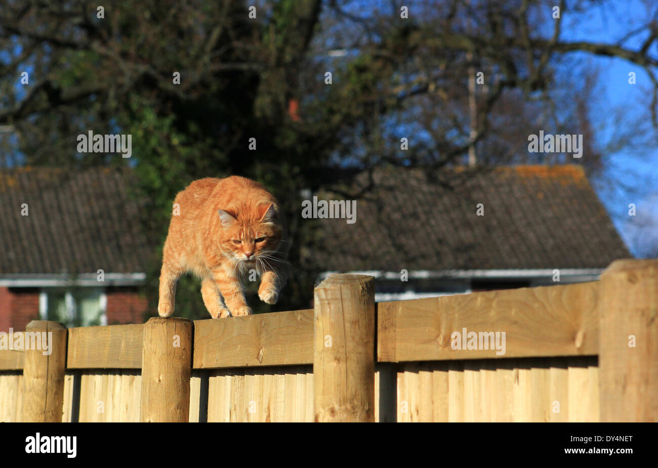 Le gingembre cat marche sur jardin clôture Banque D'Images