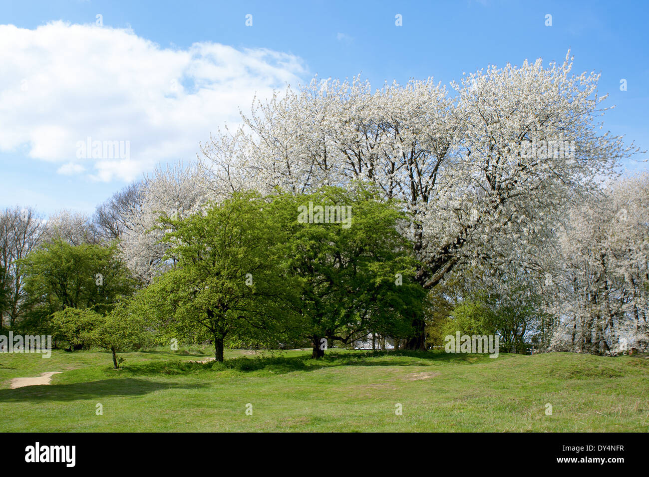 Hill 60 world war 1 paysage Banque D'Images