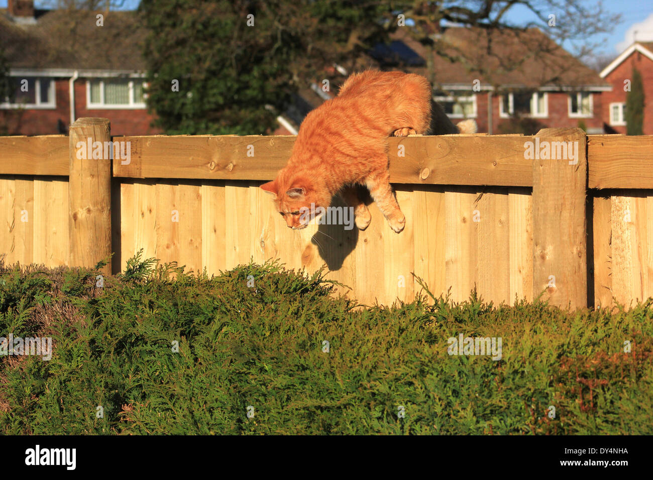 Le gingembre cat assis sur jardin clôture Banque D'Images