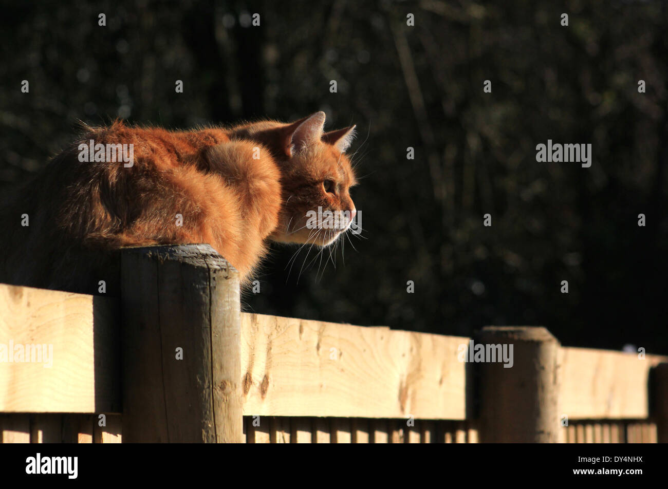 Le gingembre cat assis sur jardin clôture Banque D'Images