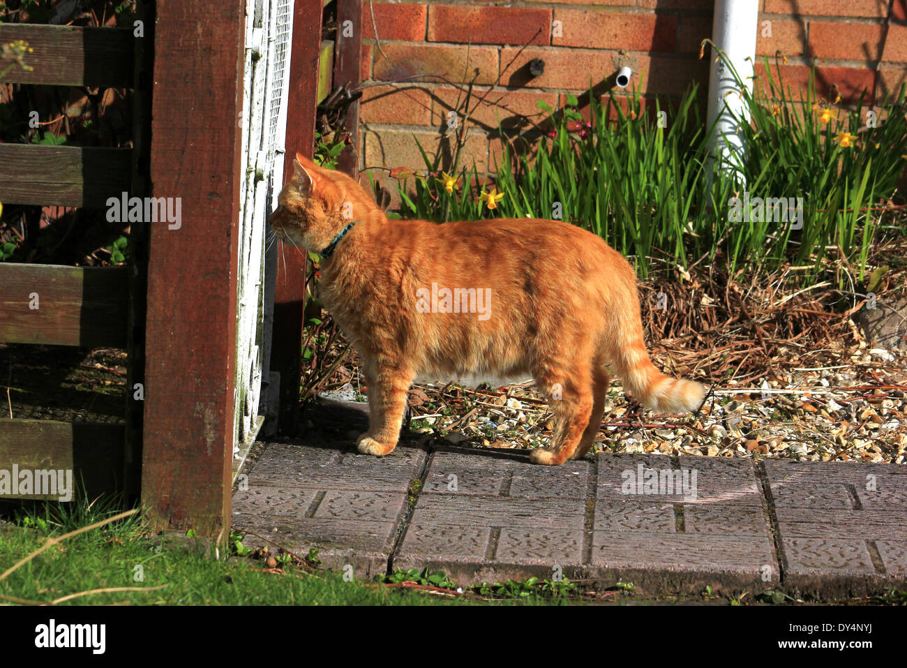 Le gingembre cat fixant par garden gate Banque D'Images