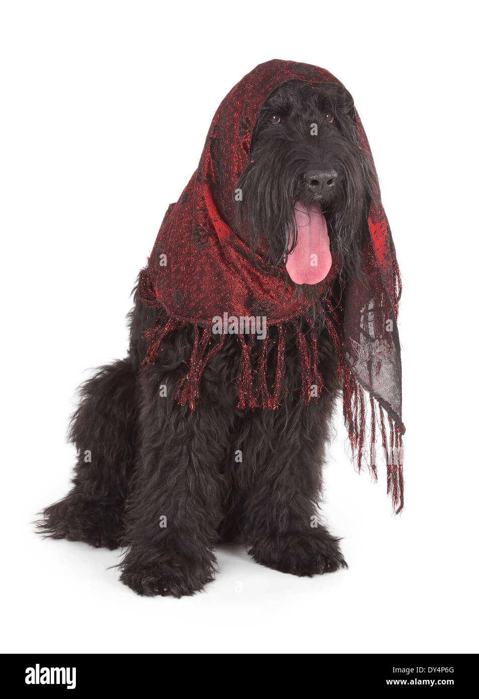 Black Russian Terrier (BRT ou chien de Staline) isolé sur fond blanc Banque D'Images