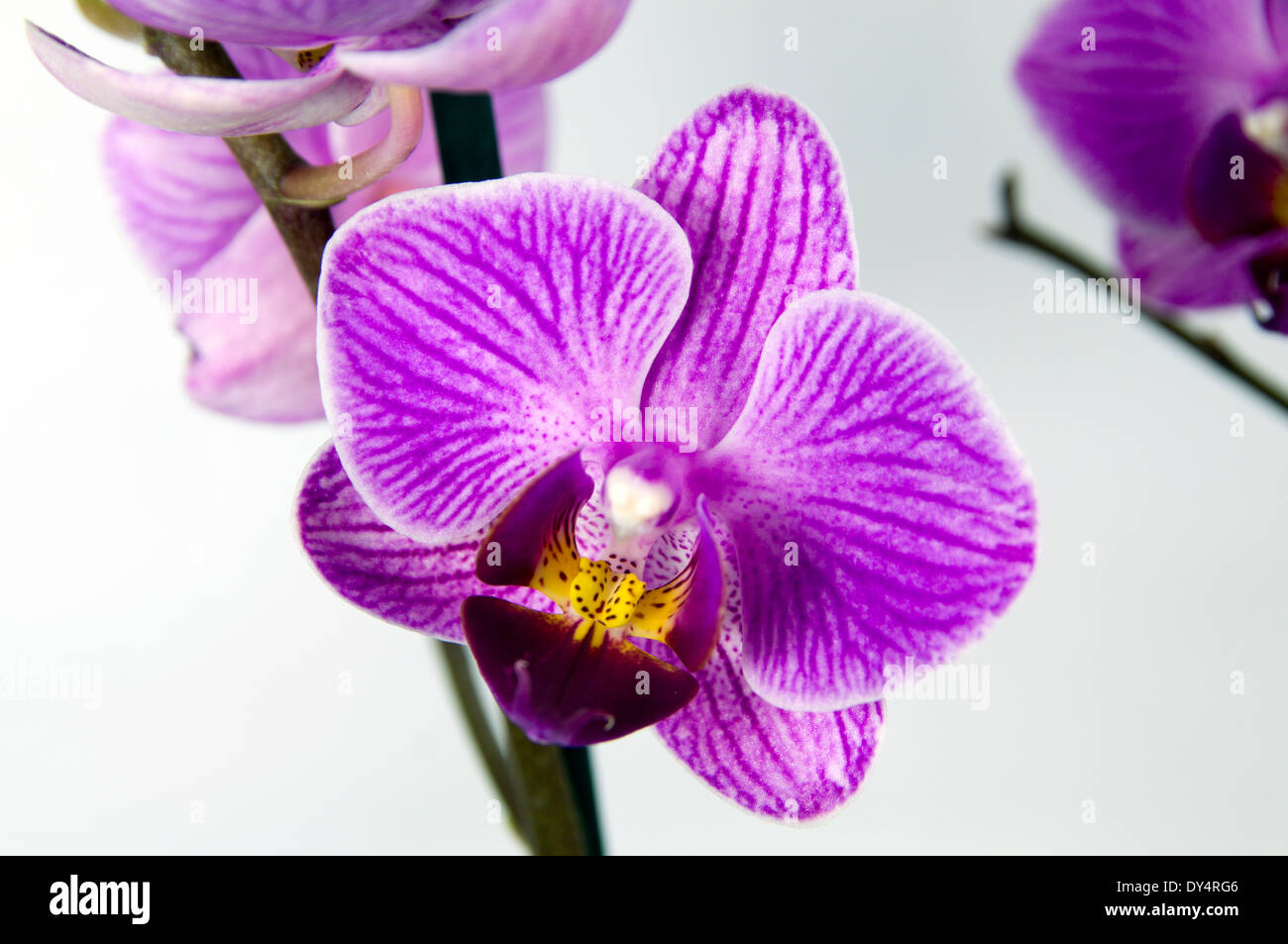 Orchidée d'ornement. Banque D'Images