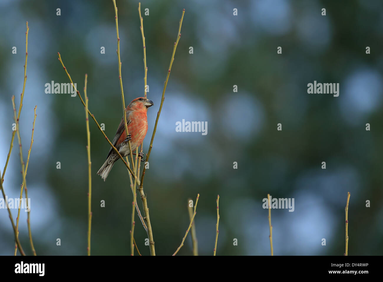 Bec-croisé des sapins (Loxia pytyopsittacus Parrot) Banque D'Images