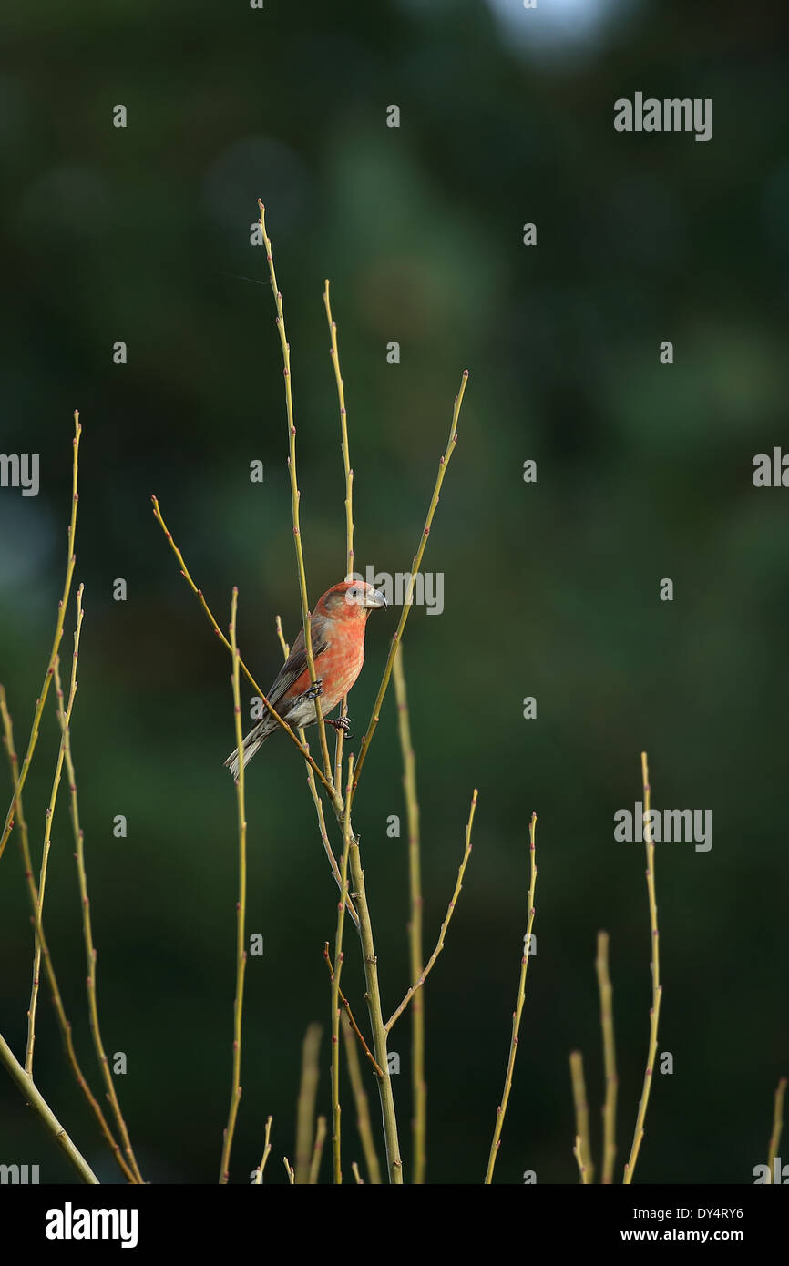 Bec-croisé des sapins (Loxia pytyopsittacus Parrot) Banque D'Images