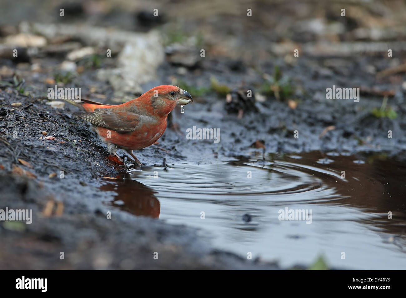 Bec-croisé des sapins (Loxia pytyopsittacus Parrot) Banque D'Images