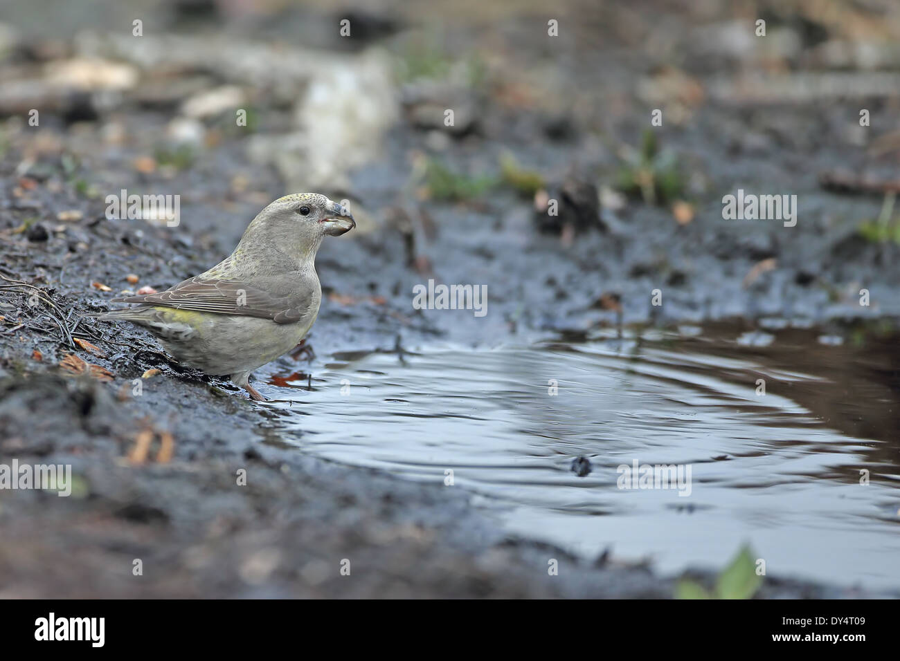 Bec-croisé des sapins (Loxia pytyopsittacus Parrot) Banque D'Images